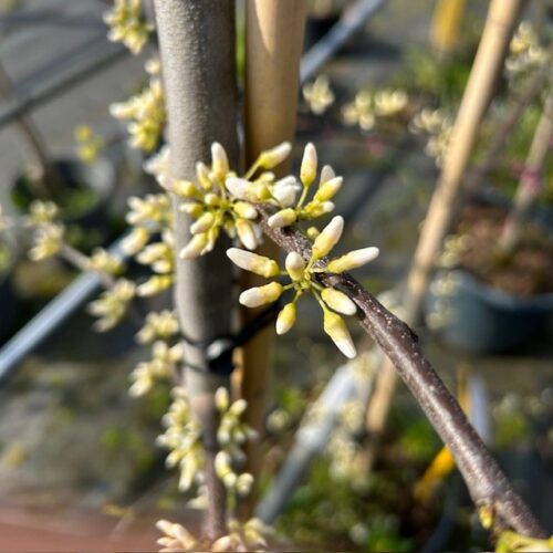 Cercis can. 'Vanilla Twist' (Judasboom)