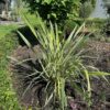 Phormium tenax Variegatum (Nieuw Zeelands vlas)