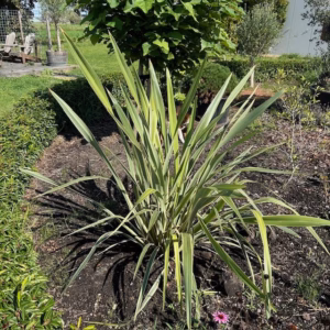 Phormium tenax Variegatum (Nieuw Zeelands vlas)