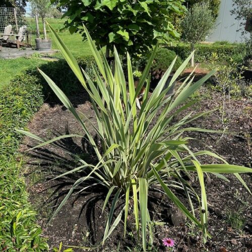 Phormium tenax Variegatum (Nieuw Zeelands vlas)