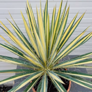 Yucca filamentosa color gaurd (Palmlelie)