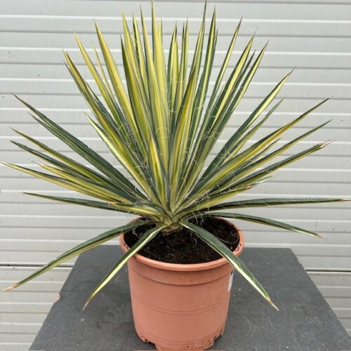 Yucca filamentosa color gaurd (Palmlelie)