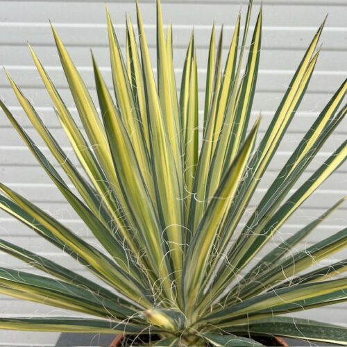 Yucca filamentosa color gaurd (Palmlelie)