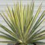 Yucca filamentosa color gaurd (Palmlelie)