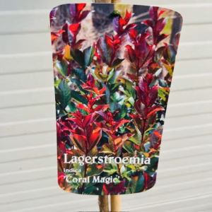 Lagerstroemia i. 'Coral Magic' (Indische sering)