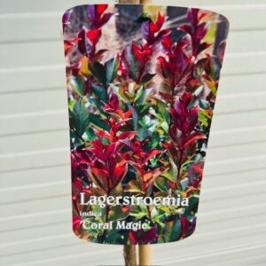 Lagerstroemia i. 'Coral Magic' (Indische sering)