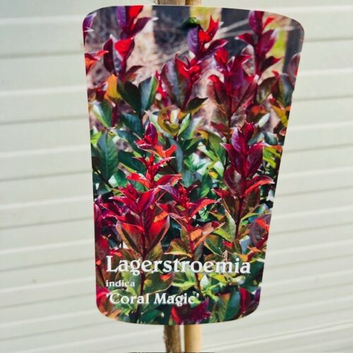 Lagerstroemia i. 'Coral Magic' (Indische sering)