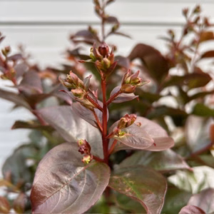 Lagerstroemia i. 'Coral Magic' (Indische sering)