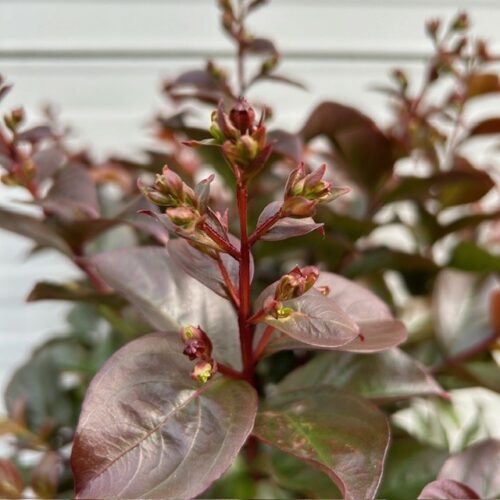 Lagerstroemia i. 'Coral Magic' (Indische sering)