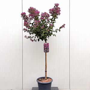 Lagerstroemia i.' Purple Star' (Indische sering) op stam 80 cm