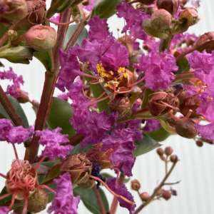 Lagerstroemia i.' Purple Star' (Indische sering) op stam 80 cm