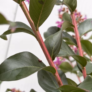Lagerstroemia i.' Purple Star' (Indische sering) op stam 80 cm