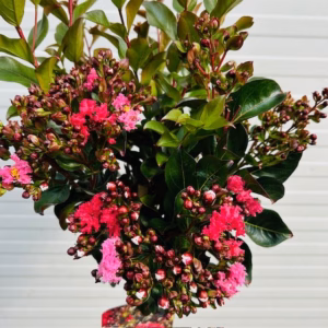 Lagerstroemia i. 'Best Red' (Indische sering)