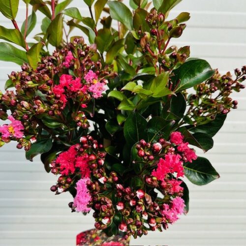 Lagerstroemia i. 'Best Red' (Indische sering)
