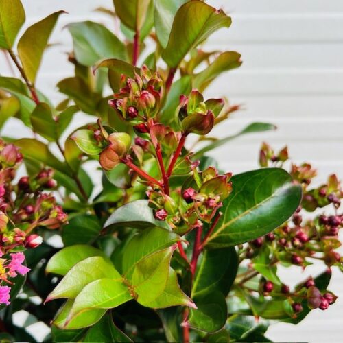 Lagerstroemia i. 'Best Red' (Indische sering)