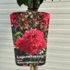 Lagerstroemia i. 'Best Red' (Indische sering)