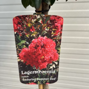 Lagerstroemia i. 'Best Red' (Indische sering)