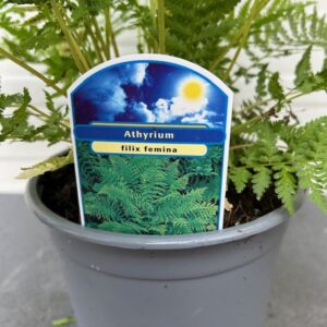 Anthyrium filix Femina (Buitenvaren)