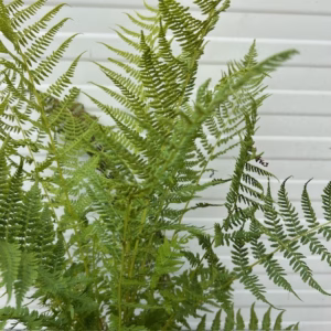 Anthyrium filix Femina (Buitenvaren)