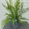 Anthyrium filix Femina (Buitenvaren)