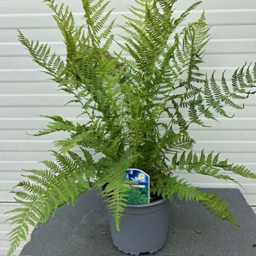 Anthyrium filix Femina (Buitenvaren)