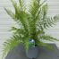 Anthyrium filix Femina (Buitenvaren)