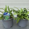 Asplenium scolopendrium (Tongvaren)
