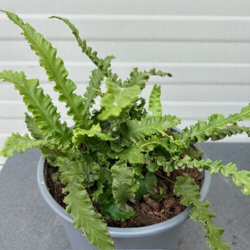 Asplenium scolopendrium (Tongvaren)