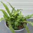 Asplenium scolopendrium (Tongvaren)