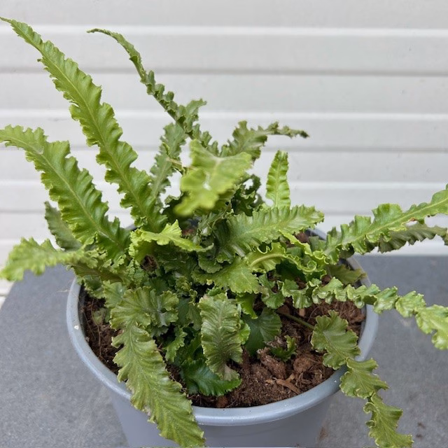 Asplenium scolopendrium (Tongvaren)