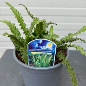 Asplenium scolopendrium (Tongvaren)