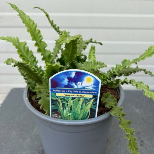 Asplenium scolopendrium (Tongvaren)