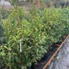 Portugese Laurier (Prunus lusitancia Angustifolia) 100 - 125 cm