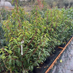 Portugese Laurier (Prunus lusitancia Angustifolia) 100 - 125 cm