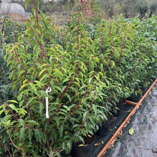 Portugese Laurier (Prunus lusitancia Angustifolia) 100 - 125 cm