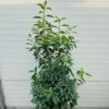 Portugese Laurier (Prunus lusitancia Angustifolia) 100 - 125 cm 10 liter pot
