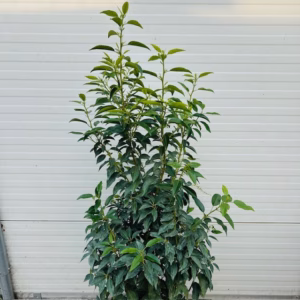Portugese Laurier (Prunus lusitancia Angustifolia) 100 - 125 cm 10 liter pot