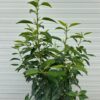 Portugese Laurier (Prunus lusitancia Angustifolia) 100 - 125 cm 10 liter pot