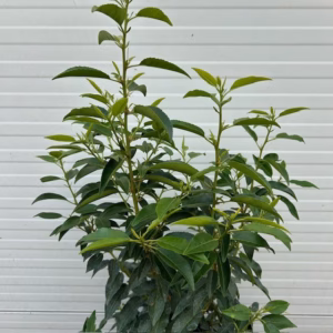 Portugese Laurier (Prunus lusitancia Angustifolia) 100 - 125 cm 10 liter pot