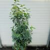 Portugese Laurier (Prunus lusitancia Angustifolia) 100 - 125 cm 10 liter pot