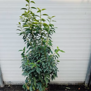 Portugese Laurier (Prunus lusitancia Angustifolia) 100 - 125 cm 10 liter pot