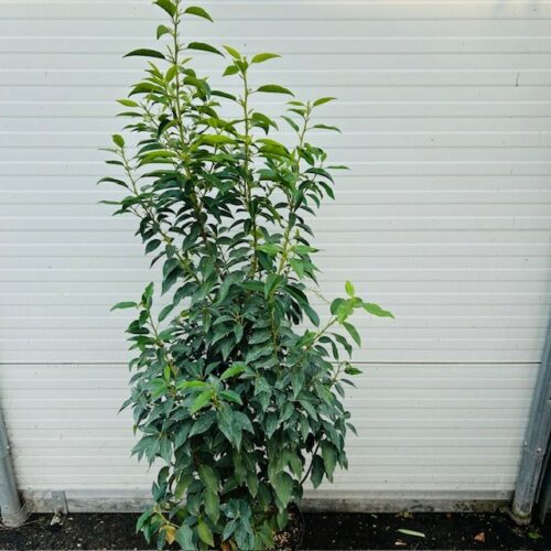 Portugese Laurier (Prunus lusitancia Angustifolia) 100 - 125 cm 10 liter pot