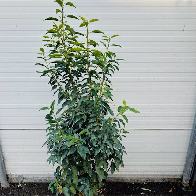 Portugese Laurier (Prunus lusitancia Angustifolia) 100 - 125 cm 10 liter pot