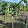 Robinia ps. 'Twisty Baby' (Acacia) stamhoogte 120 cm 3 jarige kroon