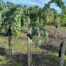 Robinia ps. 'Twisty Baby' (Acacia) stamhoogte 120 cm 3 jarige kroon
