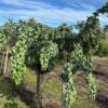 Robinia ps. 'Twisty Baby' (Acacia) stamhoogte 120 cm 3 jarige kroon