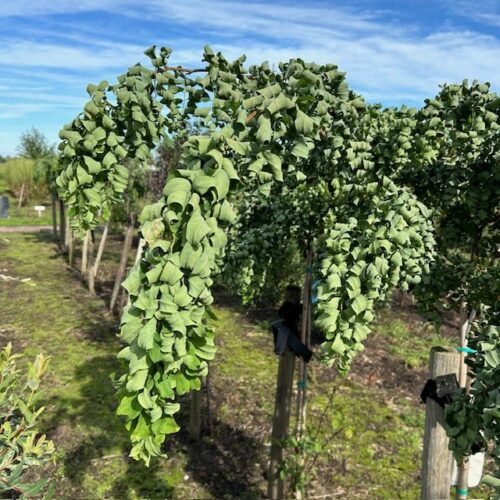 Robinia ps. 'Twisty Baby' (Acacia) stamhoogte 120 cm 3 jarige kroon