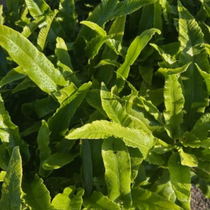 Asplenium scolopendrium (Tongvaren)