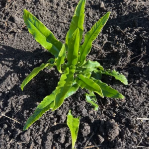 Asplenium scolopendrium (Tongvaren)