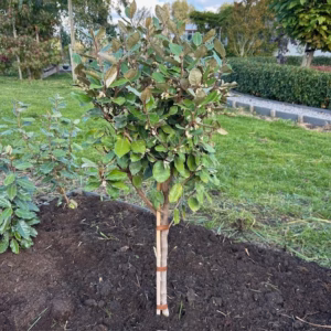Eleagnus ebbingei Compacta (Olijfwilg) op stam